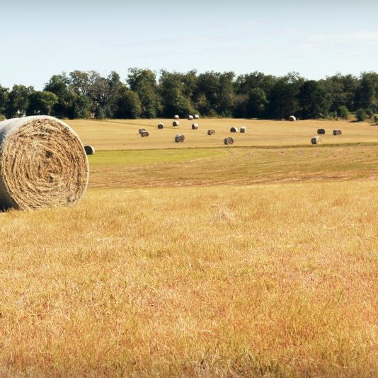 été champ ballots paille