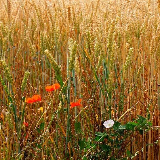 07 19 Parabole du bon grain et ivraie