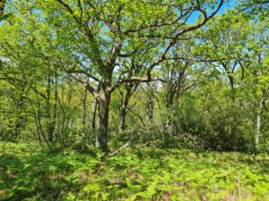 nature foret arbres